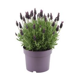 Lavendel-Hecke Blau