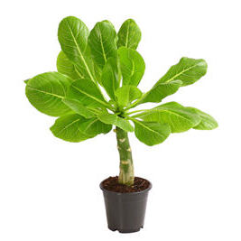 Hawaii Palme