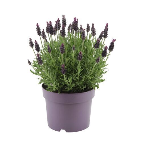 Lavendel-Hecke Blau